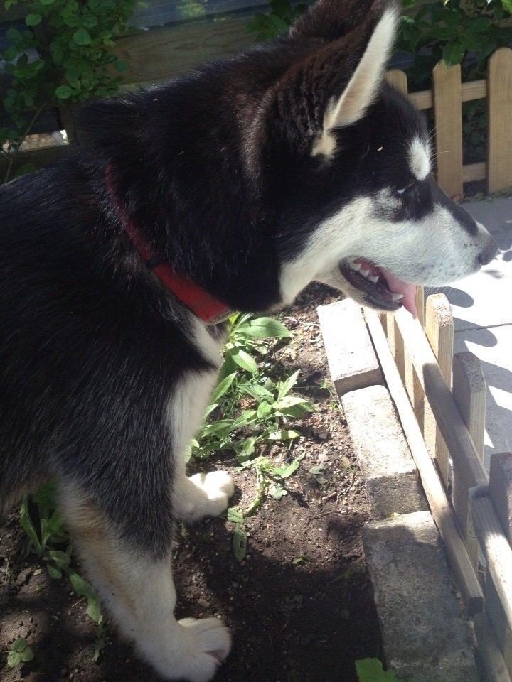 Blanding af racer Nala Bea ( Alaskan Malamute og ? ) billede 9