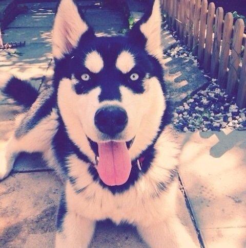 Blanding af racer Nala Bea ( Alaskan Malamute og ? ) billede 10