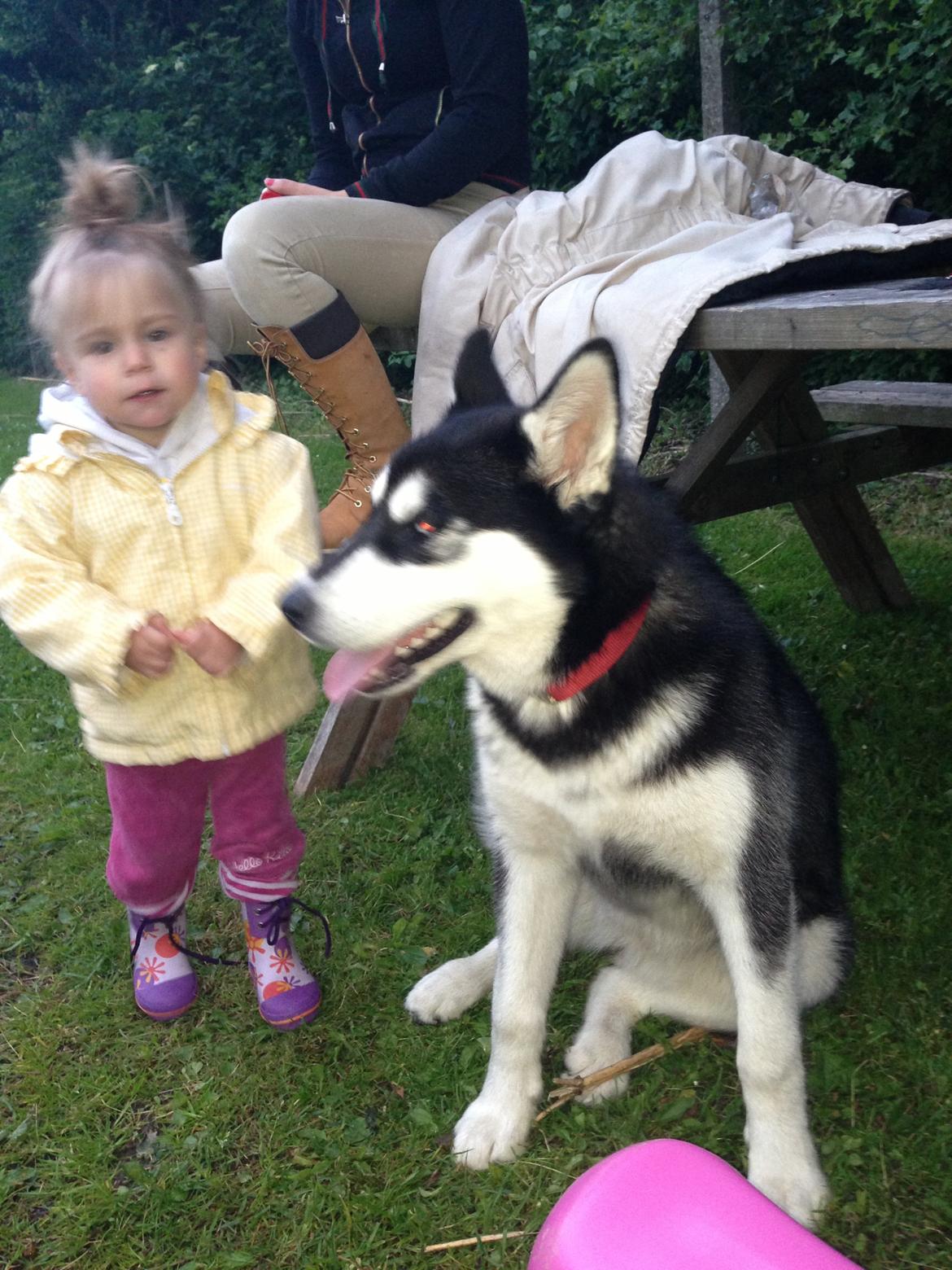 Blanding af racer Nala Bea ( Alaskan Malamute og ? ) billede 11
