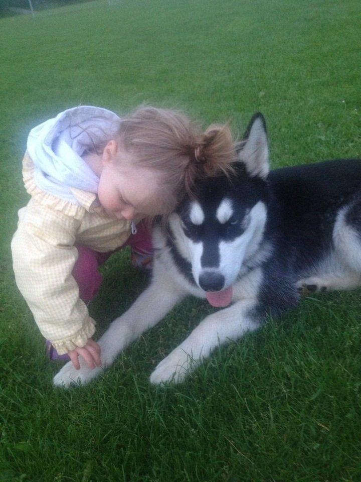 Blanding af racer Nala Bea ( Alaskan Malamute og ? ) billede 12