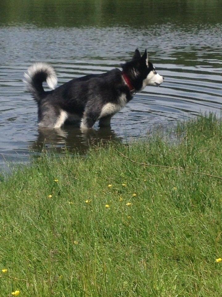 Blanding af racer Nala Bea ( Alaskan Malamute og ? ) billede 13