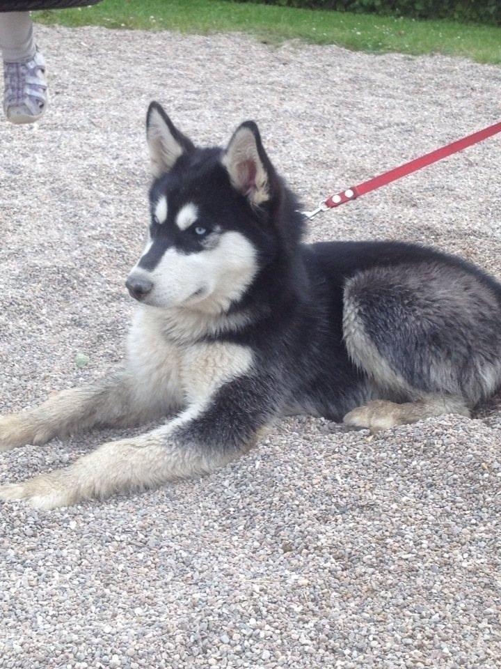 Blanding af racer Nala Bea ( Alaskan Malamute og ? ) billede 15