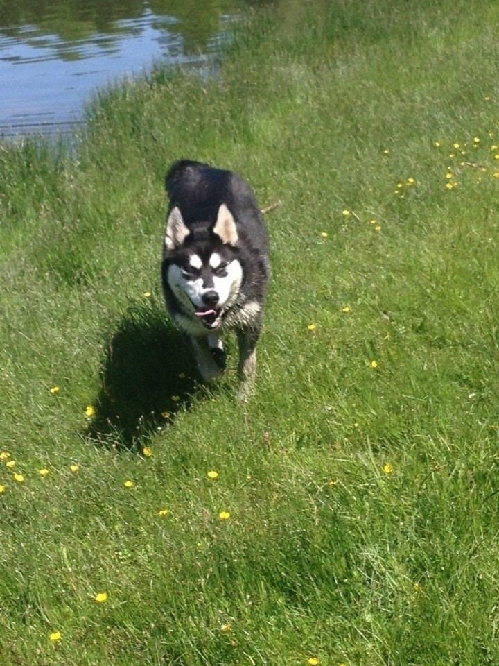 Blanding af racer Nala Bea ( Alaskan Malamute og ? ) billede 16