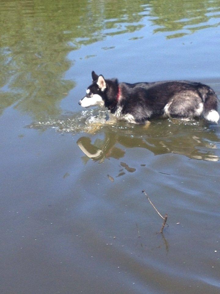 Blanding af racer Nala Bea ( Alaskan Malamute og ? ) billede 17