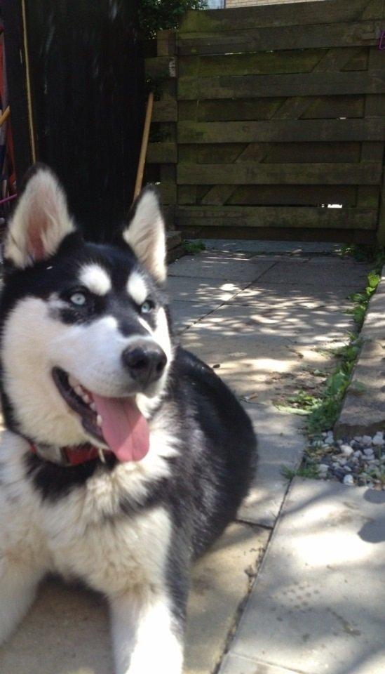 Blanding af racer Nala Bea ( Alaskan Malamute og ? ) billede 18