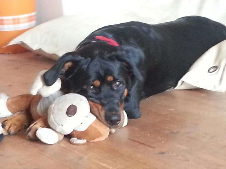 Blanding af racer Angie billede 2