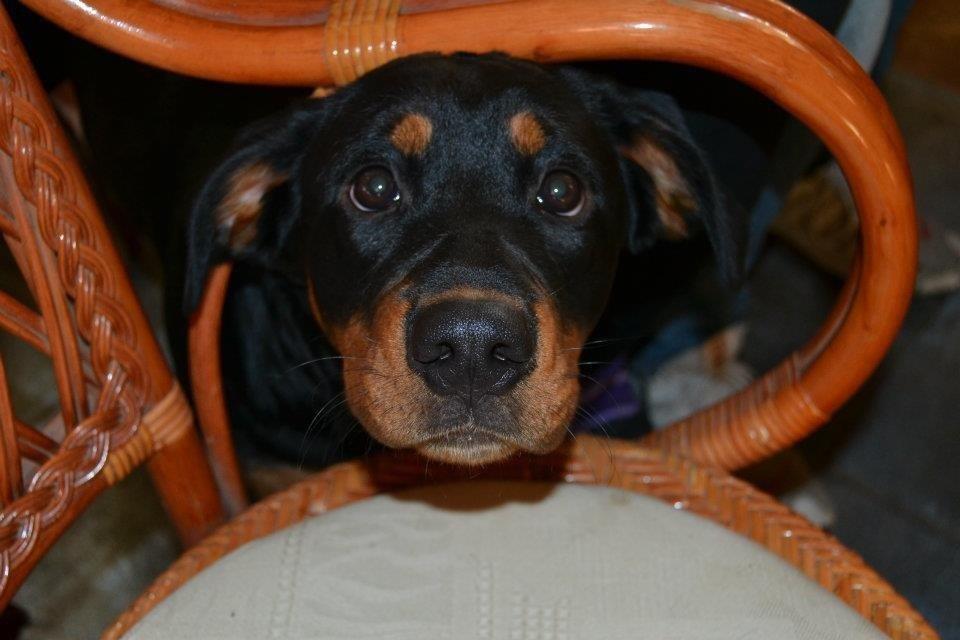 Blanding af racer Angie billede 1