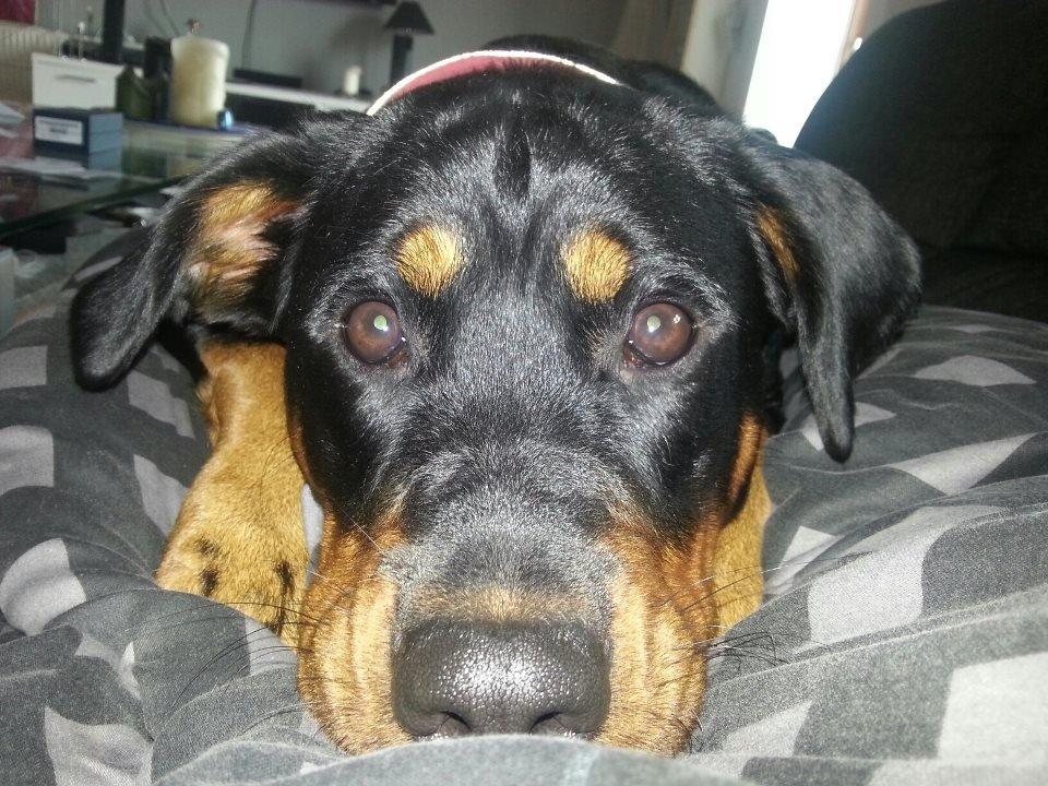 Blanding af racer Angie billede 3