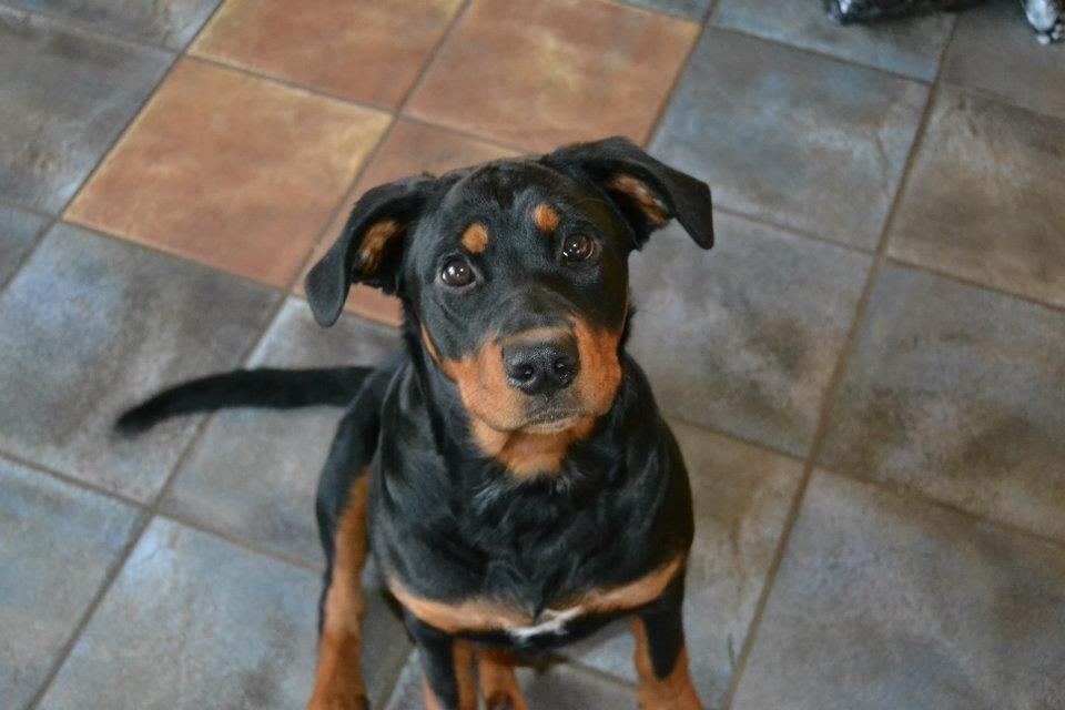 Blanding af racer Angie billede 4