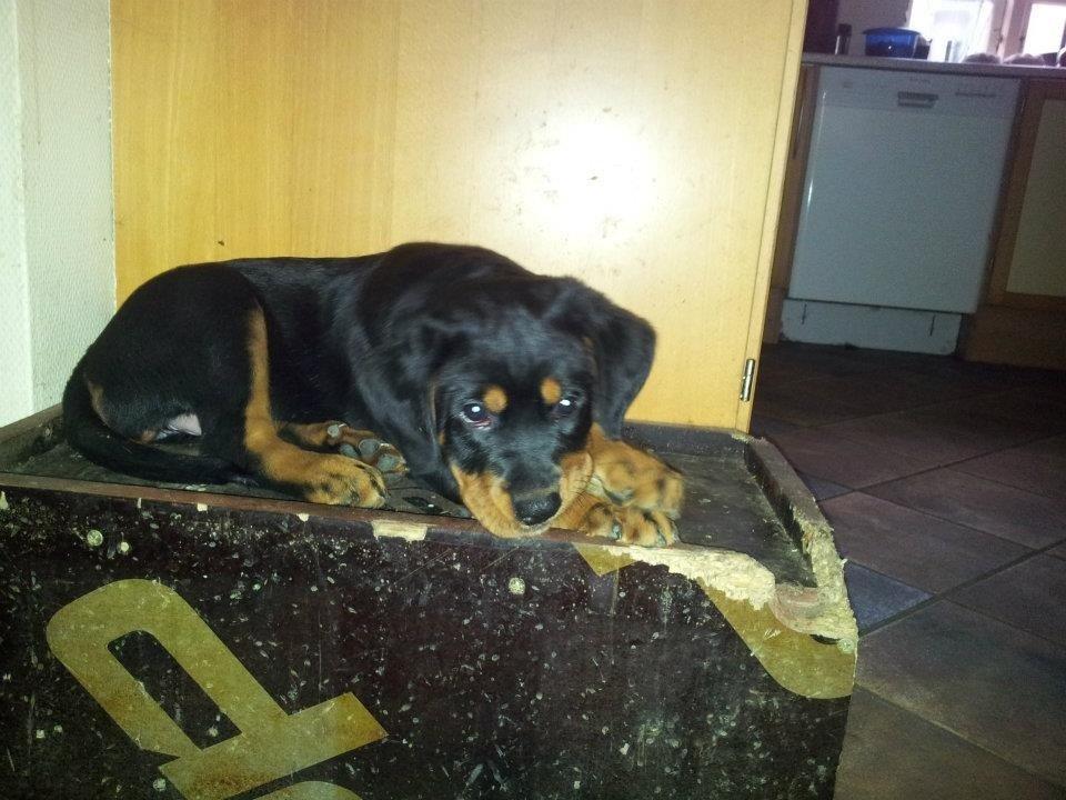 Blanding af racer Angie billede 5