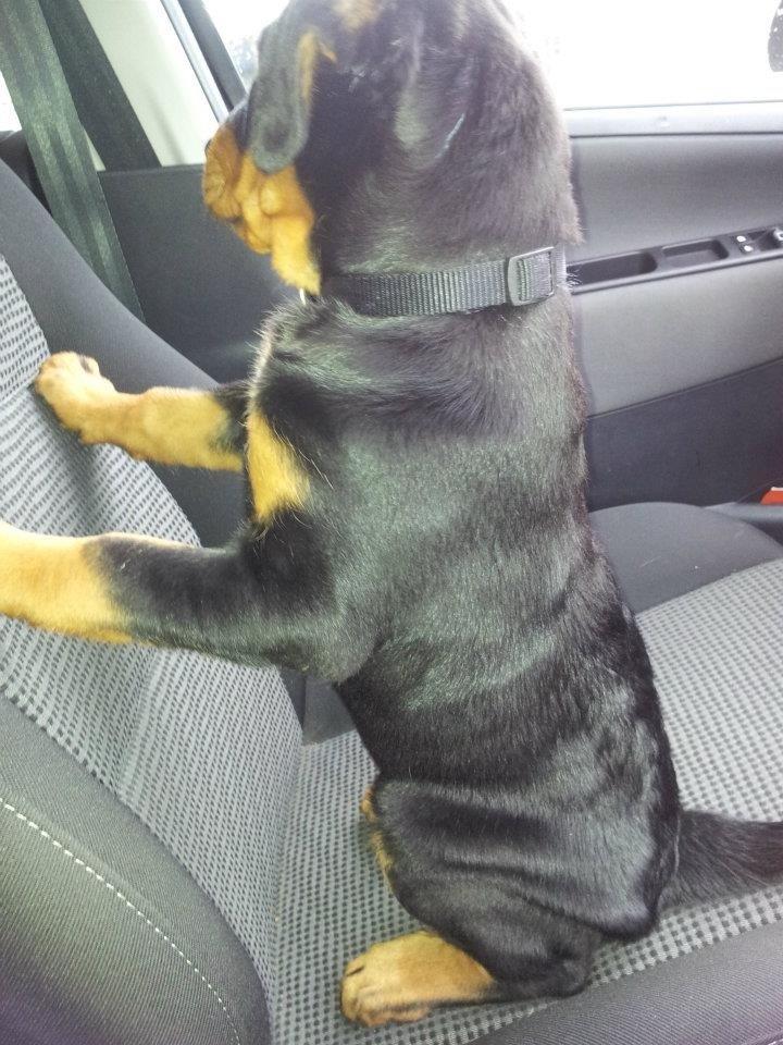 Blanding af racer Angie billede 6