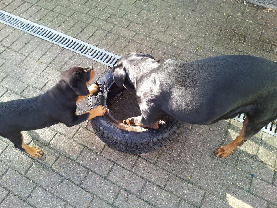 Blanding af racer Angie billede 7