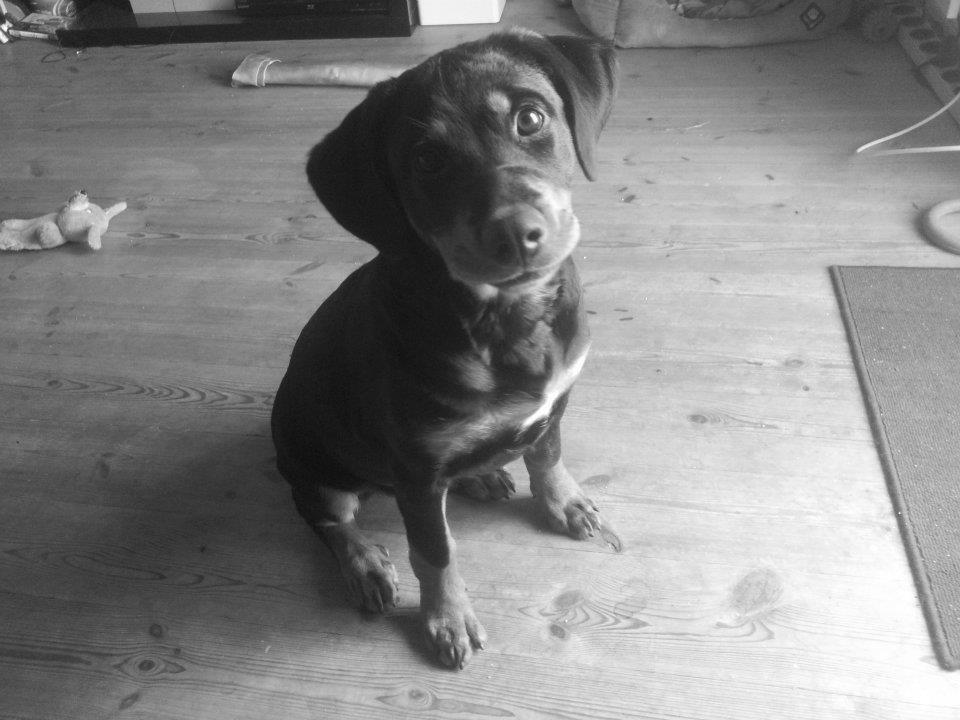 Blanding af racer Angie billede 8