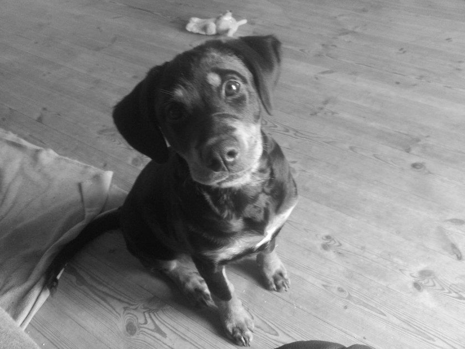 Blanding af racer Angie billede 9