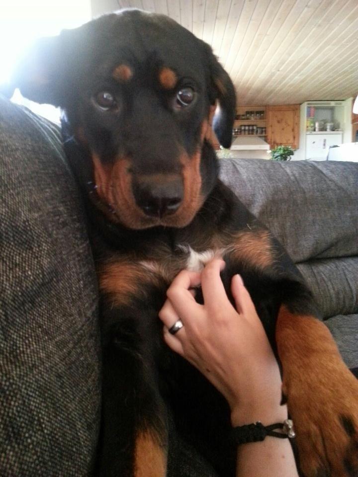 Blanding af racer Angie billede 10