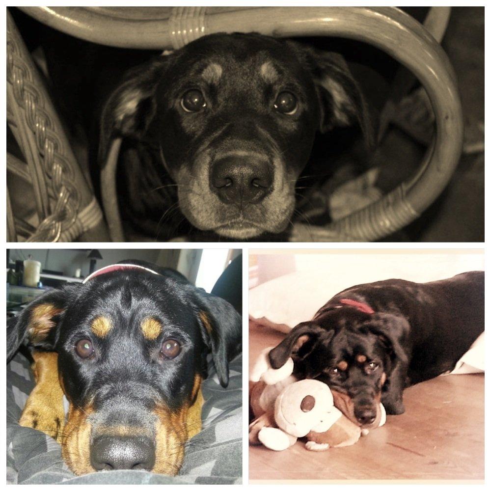 Blanding af racer Angie billede 12