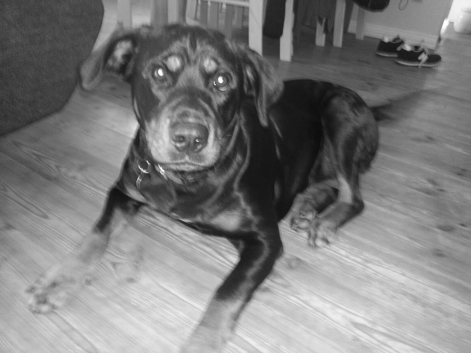 Blanding af racer Angie billede 11