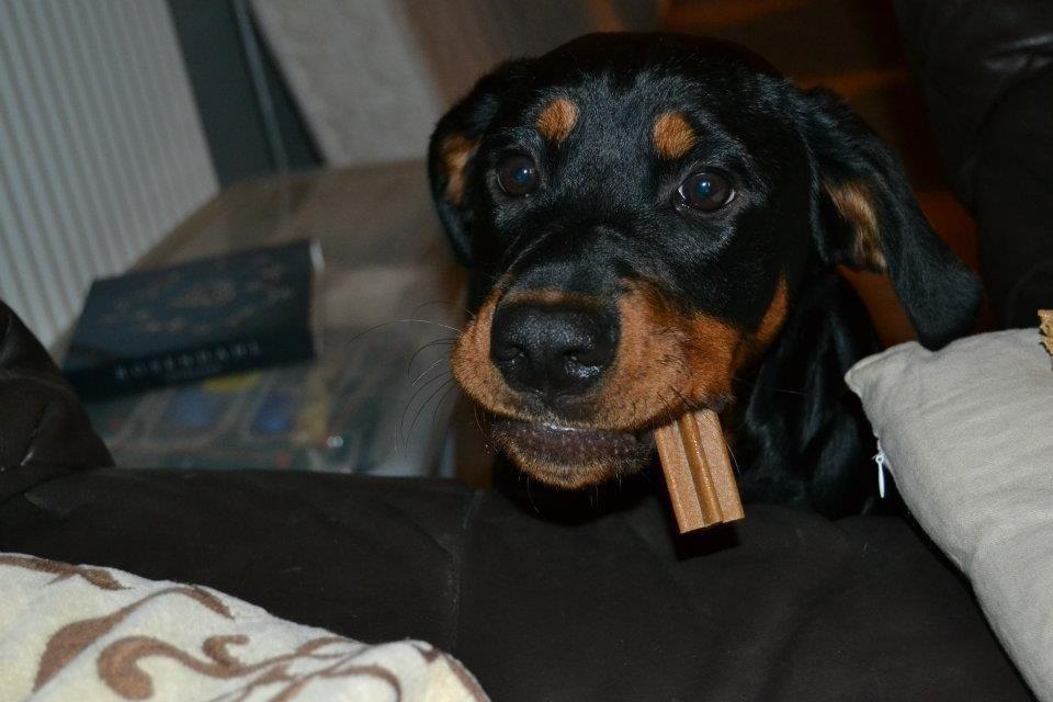 Blanding af racer Angie billede 14