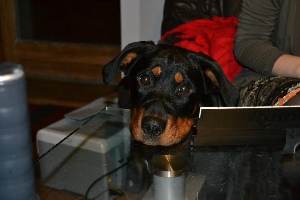 Blanding af racer Angie billede 15