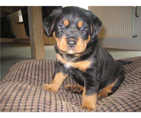 Blanding af racer Angie billede 16