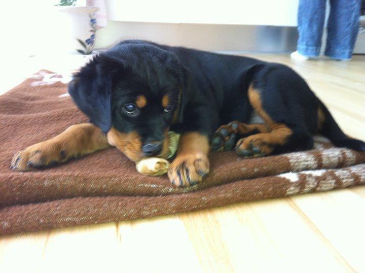 Blanding af racer Angie billede 17