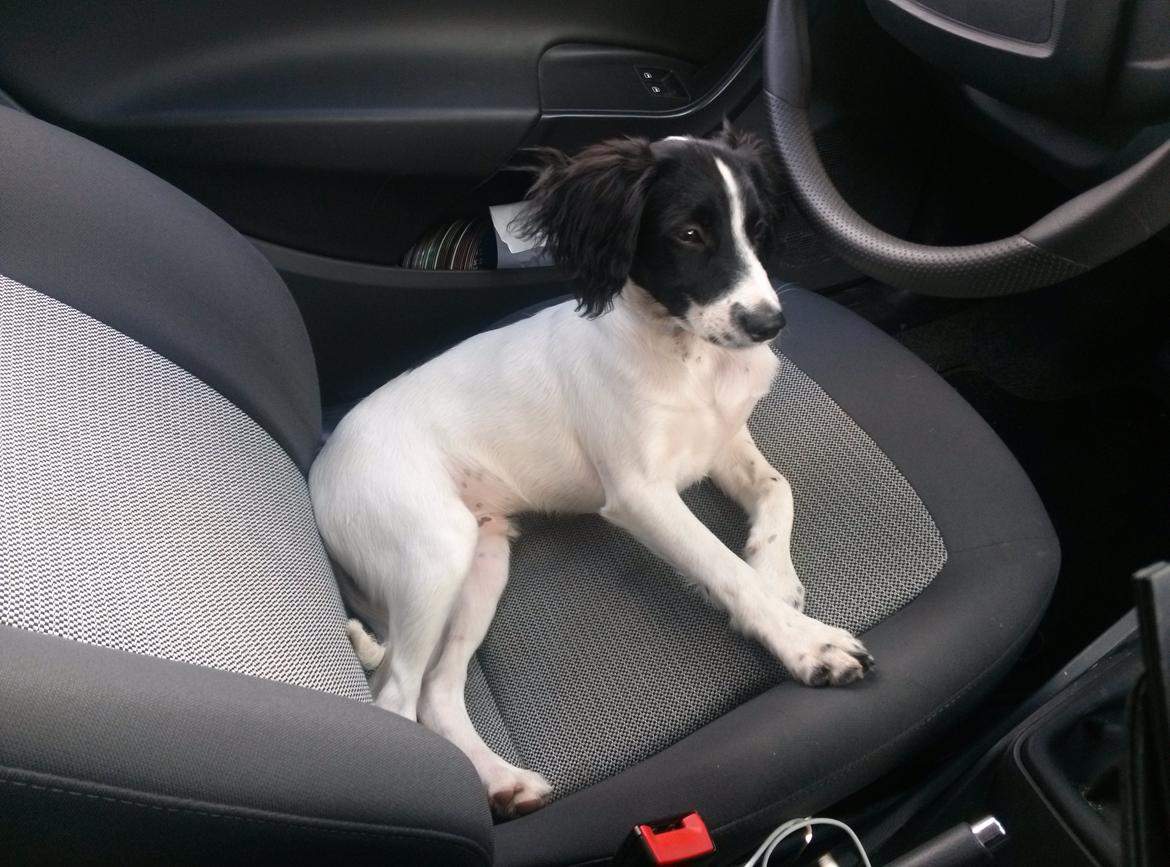 Blanding af racer Eddie Aka dynedyret billede 18