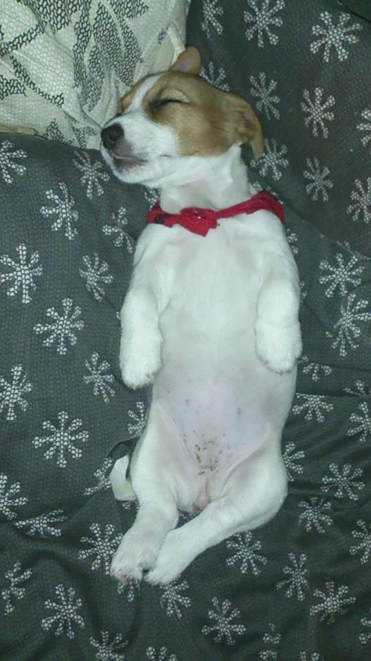 Jack russell terrier Freja billede 29