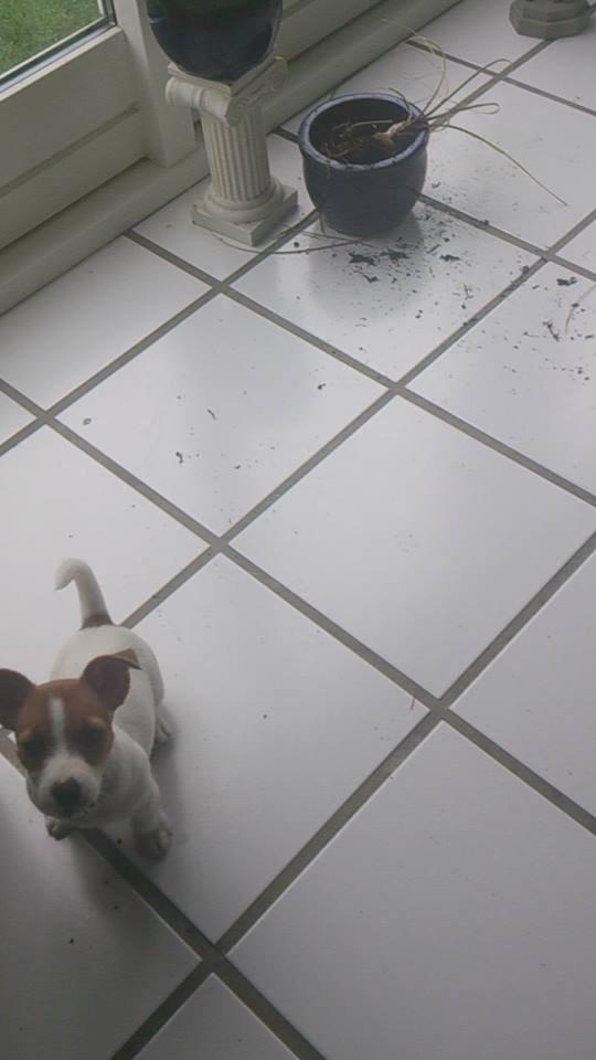 Jack russell terrier Freja billede 30