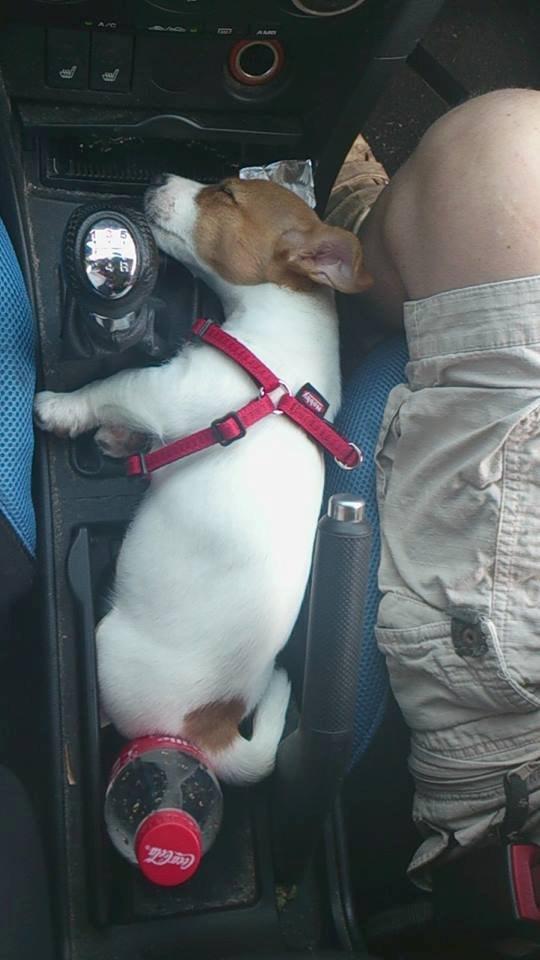 Jack russell terrier Freja billede 28