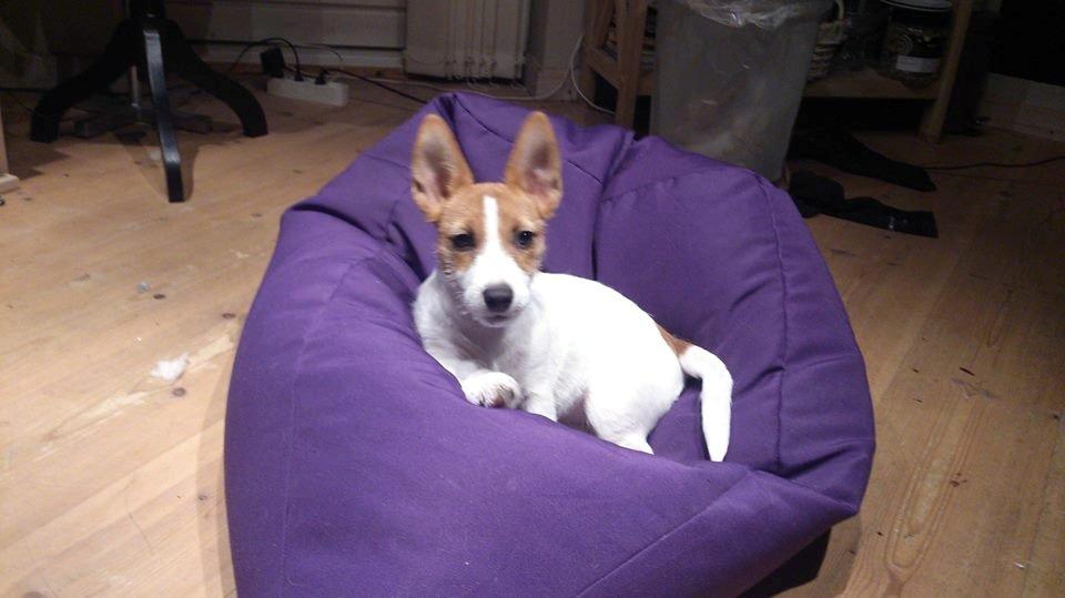 Jack russell terrier Freja billede 23
