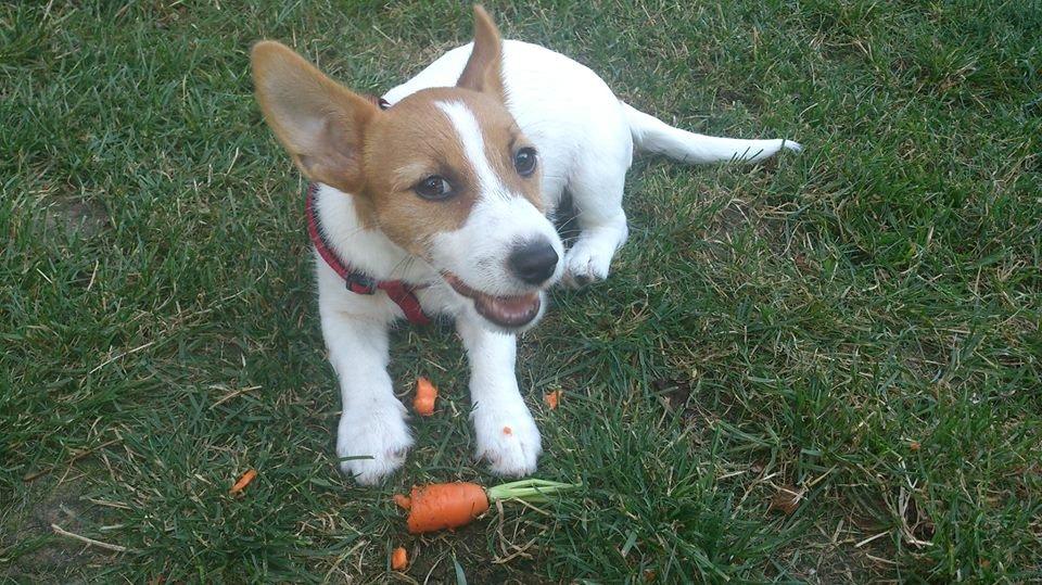 Jack russell terrier Freja billede 19