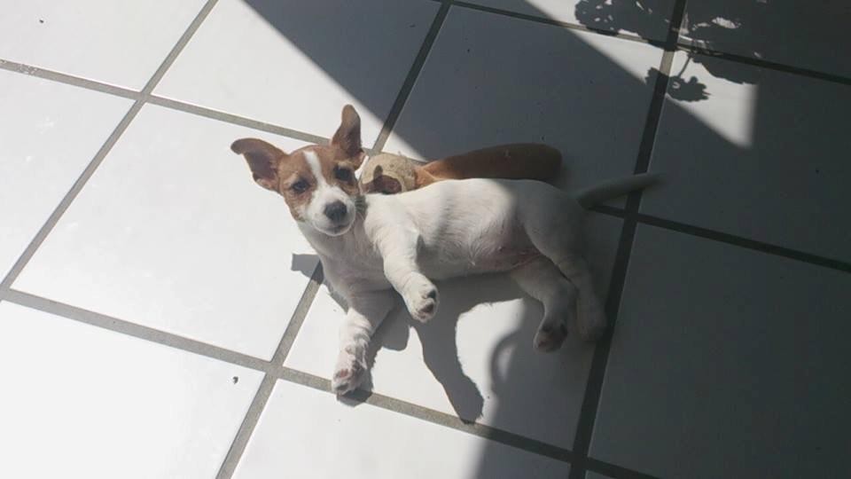 Jack russell terrier Freja billede 31