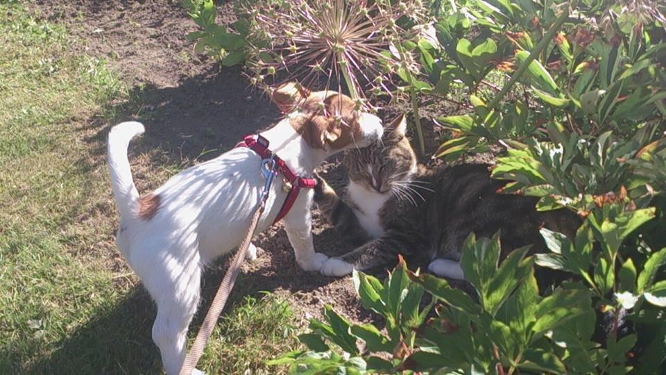 Jack russell terrier Freja billede 25