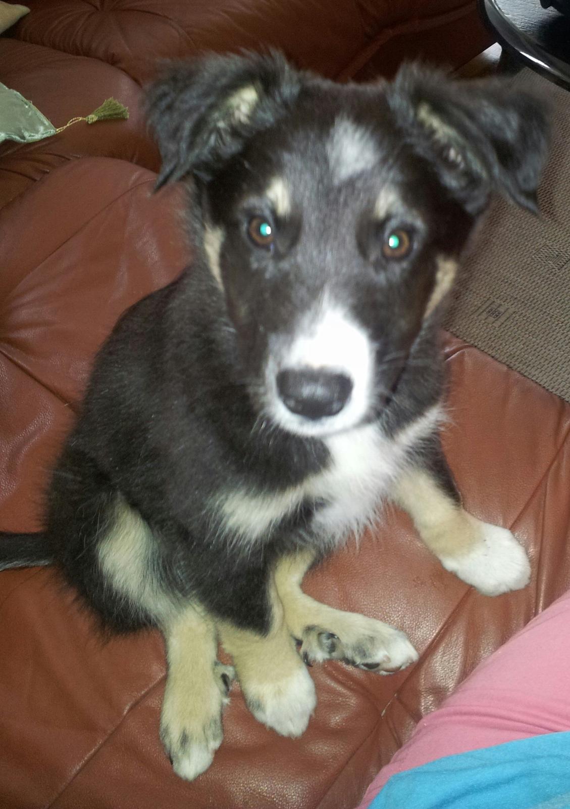 Blanding af racer Baloo - Han er gået i staver billede 14