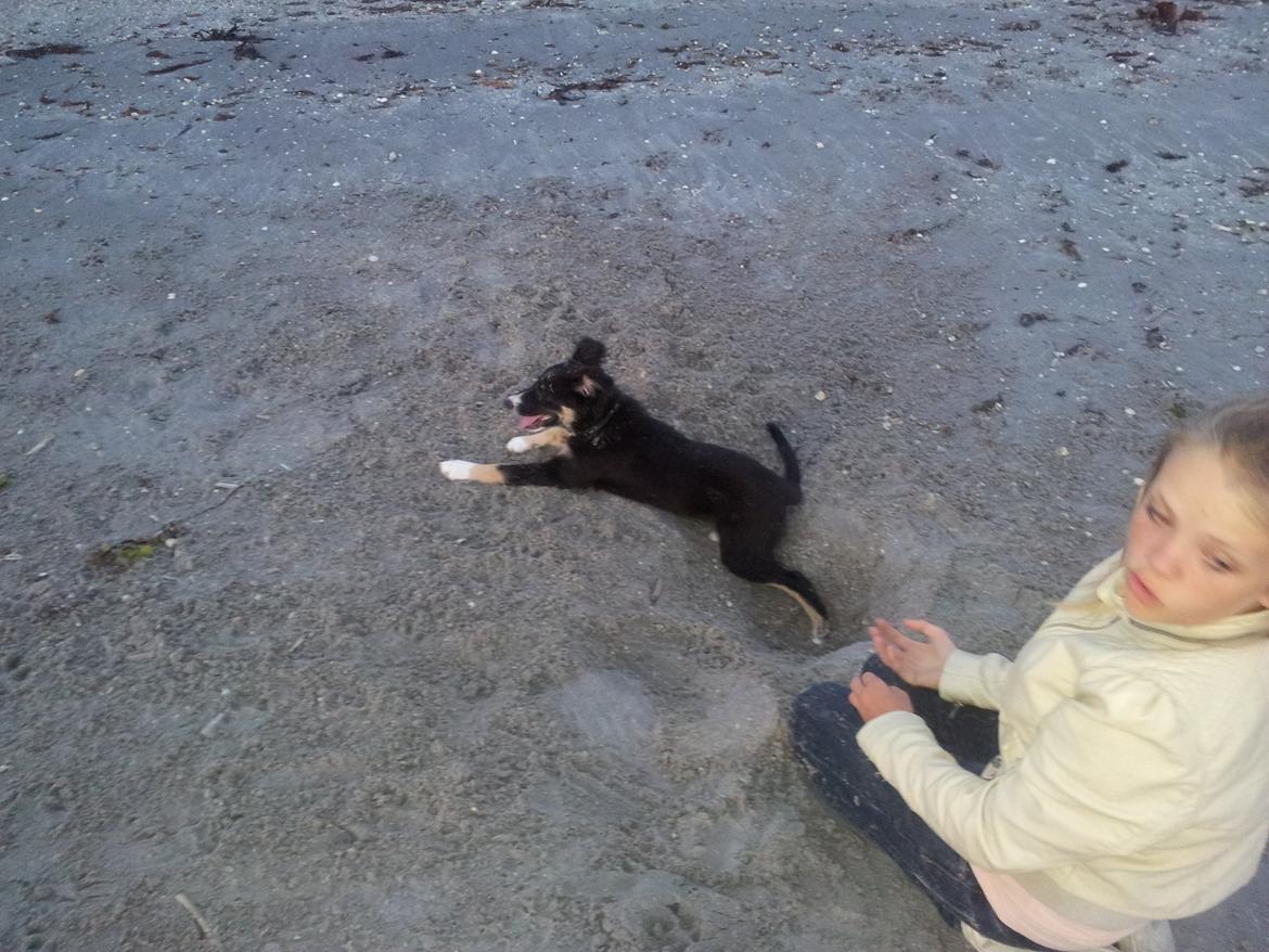 Blanding af racer Baloo - hygge på stranden med mor og søster tulle billede 15