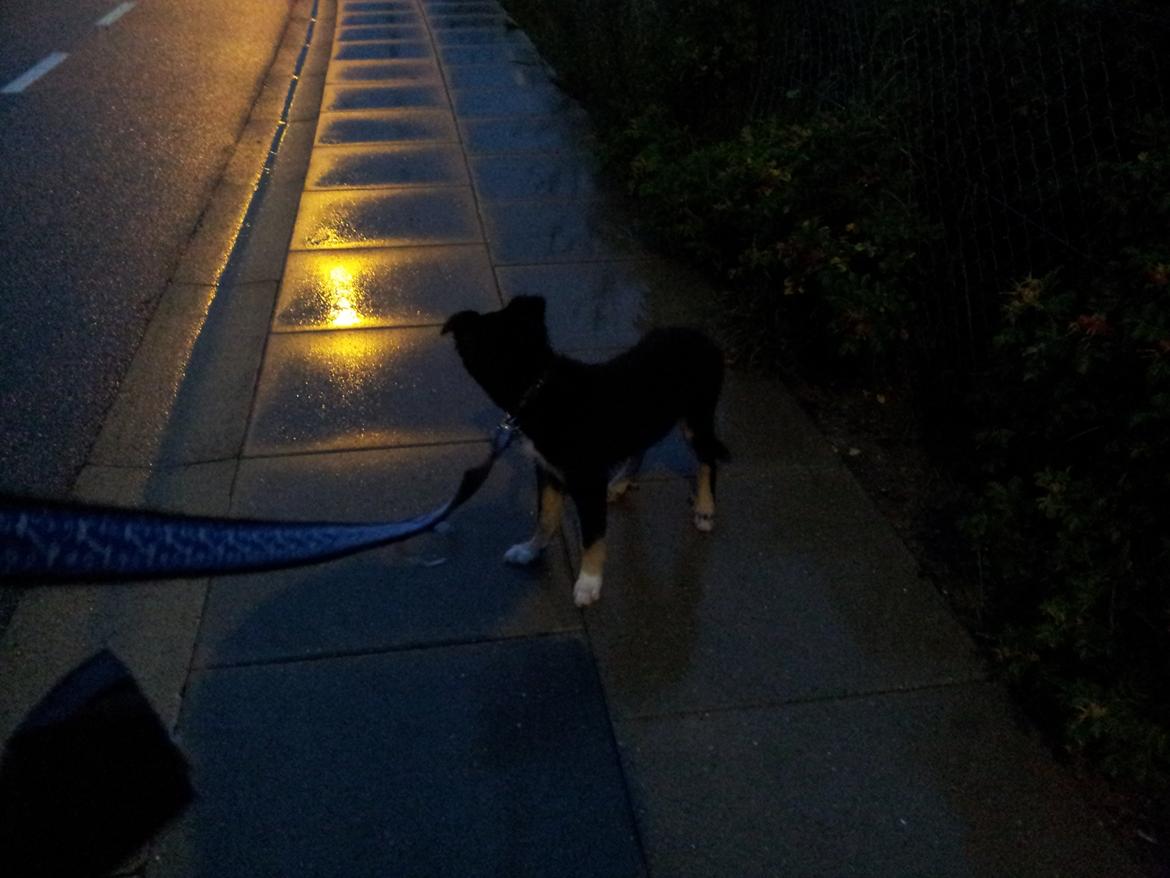 Blanding af racer Baloo - gider ikke være ude i regnen billede 16