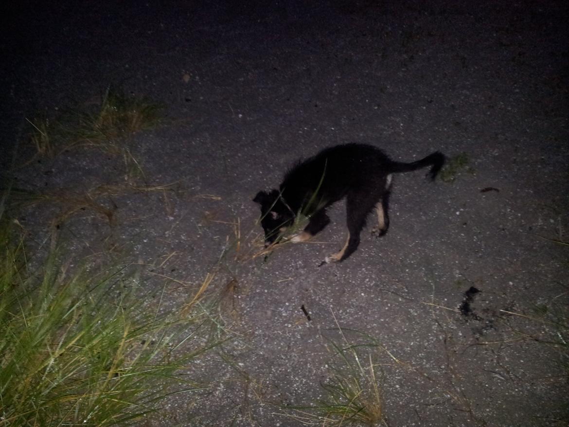 Blanding af racer Baloo - hygge på stranden en sen sommer aften billede 17