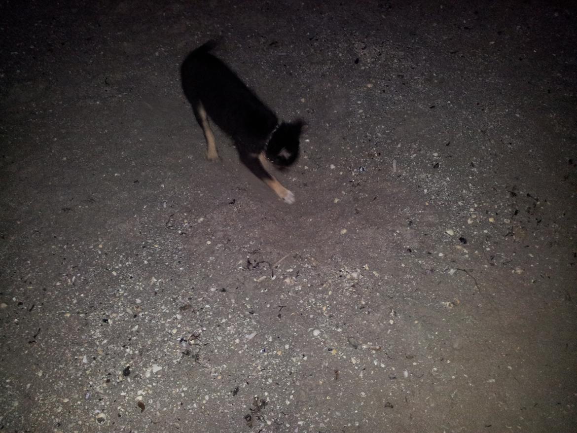 Blanding af racer Baloo - elsker at grave billede 18