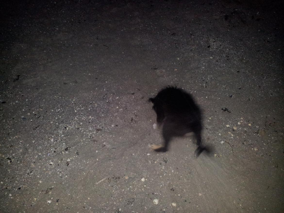 Blanding af racer Baloo - kom så grav grav grav ;-) billede 19