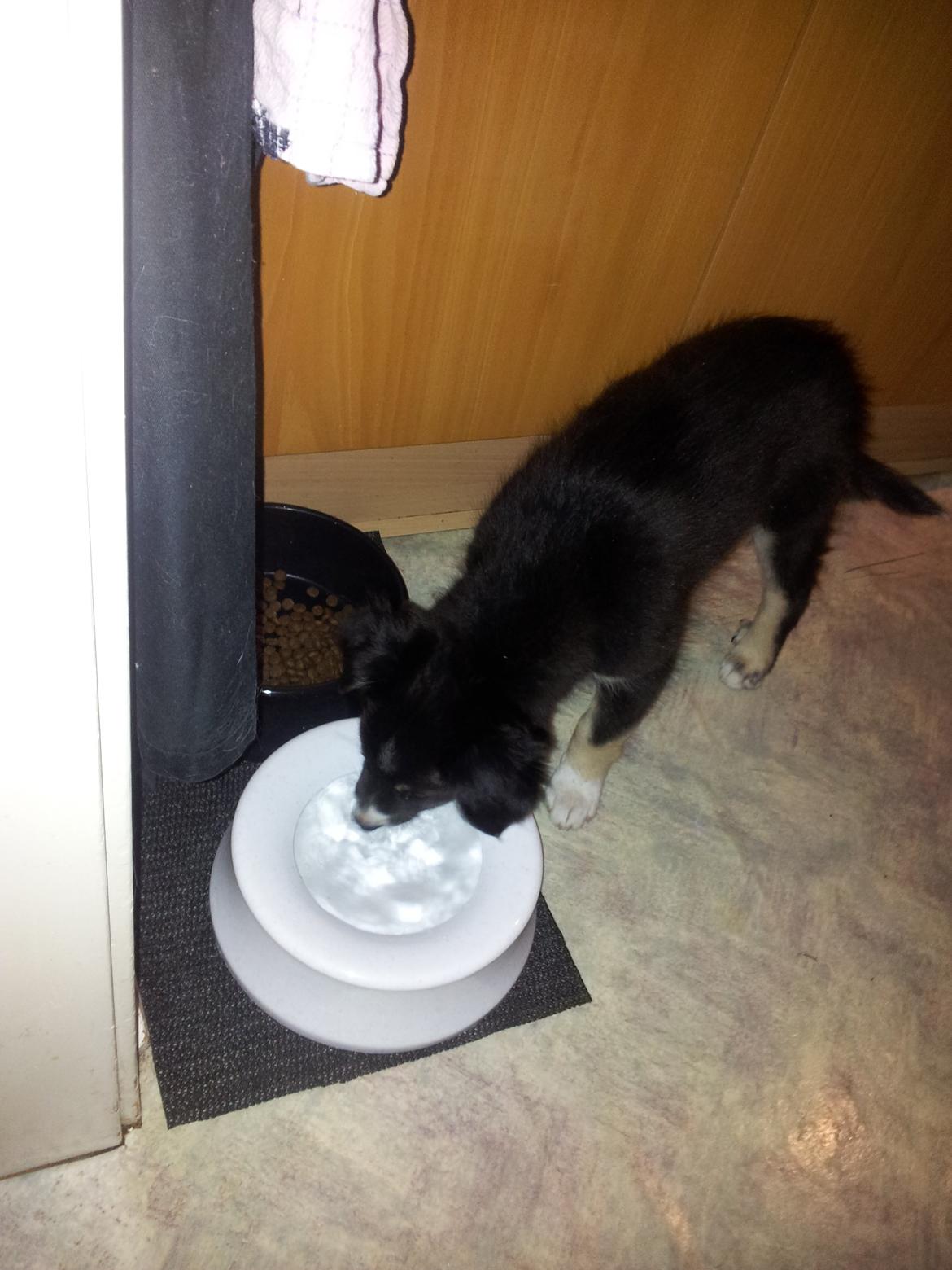 Blanding af racer Baloo - umm vand billede 21