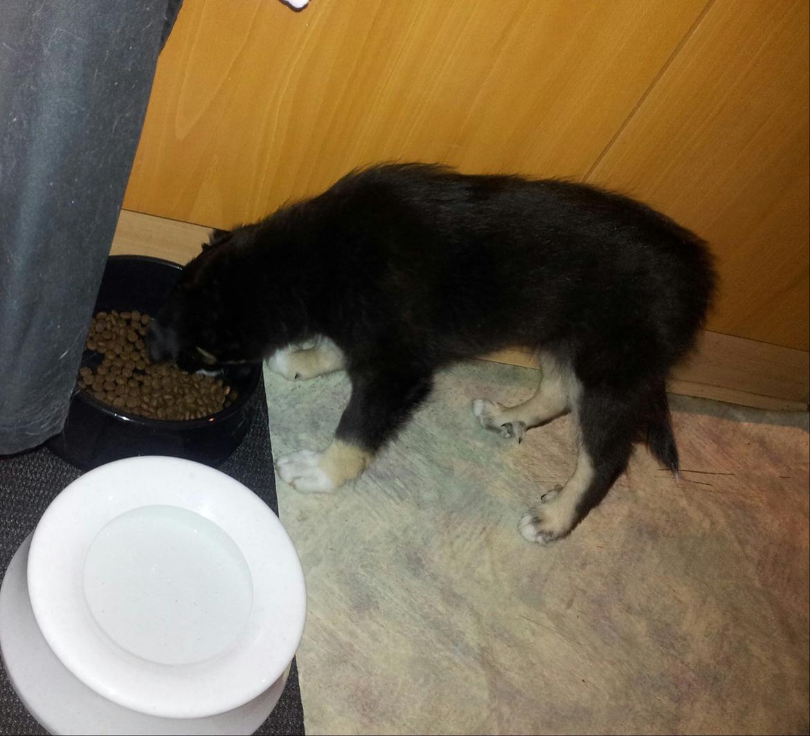 Blanding af racer Baloo - umm mad billede 24