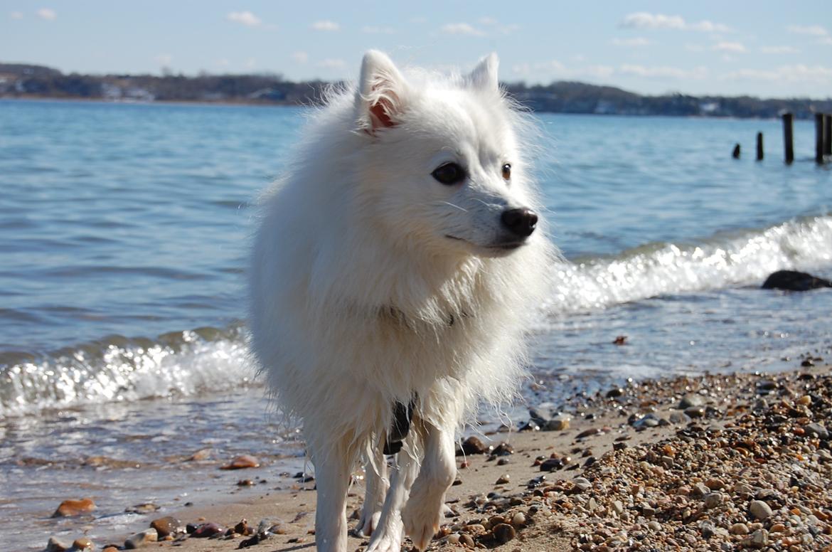 Japansk spids Selina billede 2