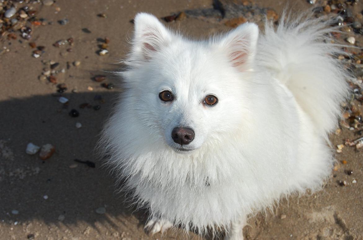 Japansk spids Selina billede 3