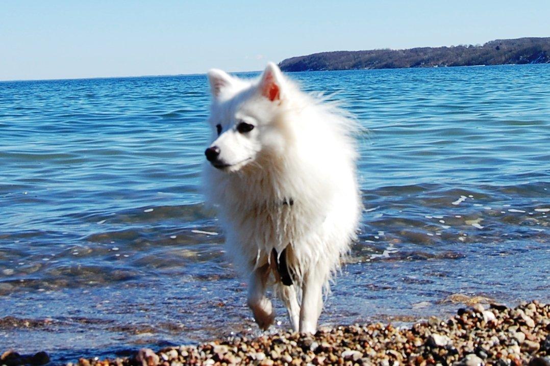 Japansk spids Selina billede 4