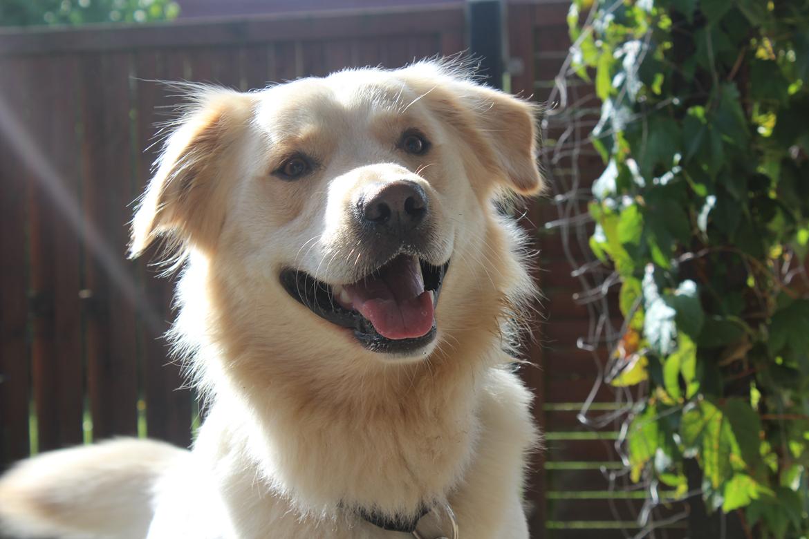 Blanding af racer | Laban billede 1