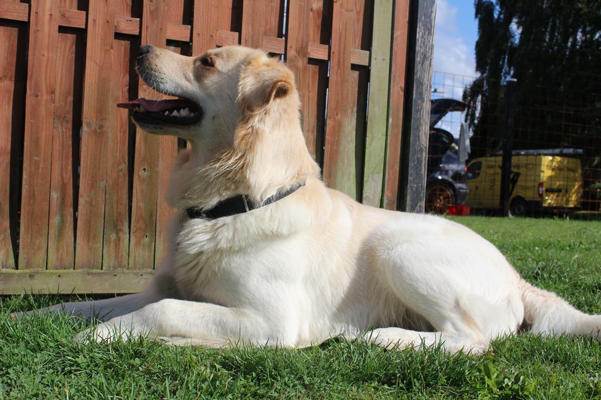 Blanding af racer | Laban billede 2