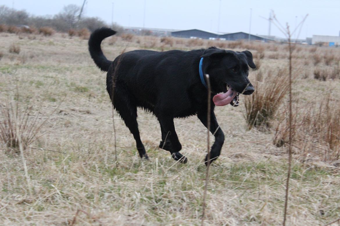 Blanding af racer | Buster billede 7