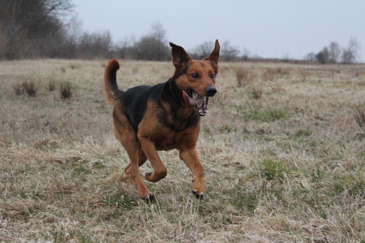 Blanding af racer | Bisse billede 2