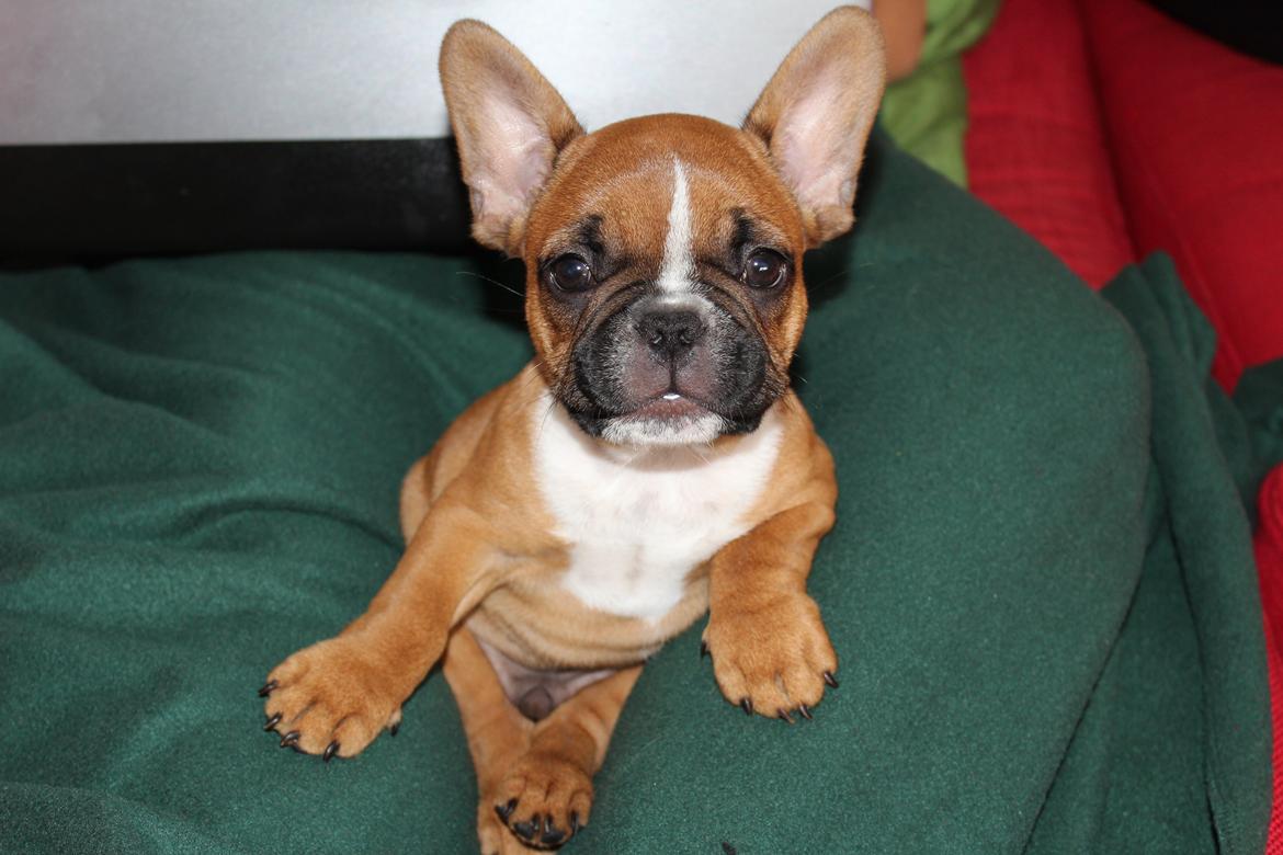 Fransk bulldog Arnold billede 46