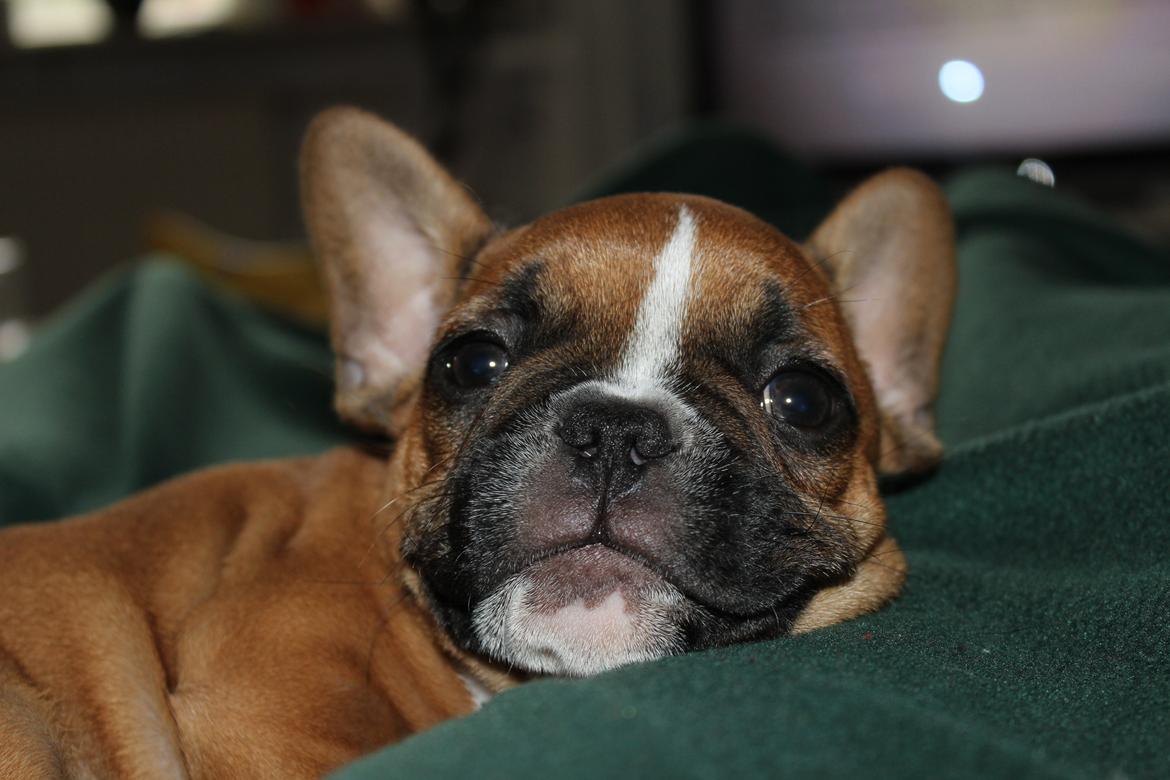 Fransk bulldog Arnold billede 47